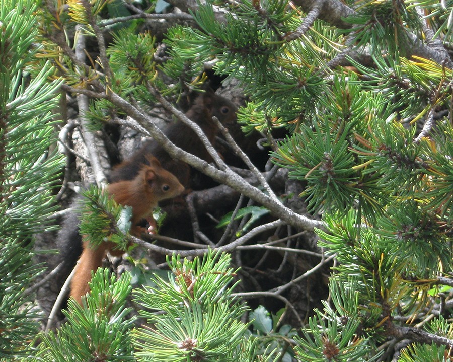 IMG_8713.JPG - Una famiglia di scoiattoli hanno scelto questo cespuglio sulla strada dal Gardeccia verso il Vaiolet: probabilmente i dolci dei numerosi turisti sono più buoni dei prodotti naturali del bosco !