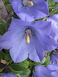 IMG_3370