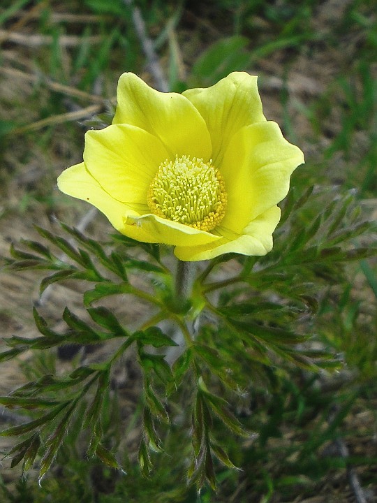 2009_06_Agaro_27.jpg