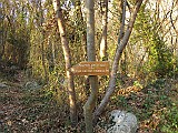 IMG_6532