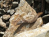 IMG_8954