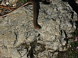 IMG_0002