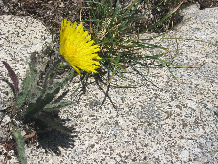 IMG_1375.JPG - I fiori sfidano la roccia e la quota !
