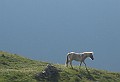 IMG_1482