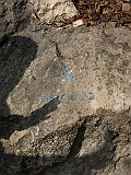 IMG_6730