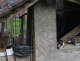 IMG_6809
