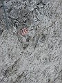 IMG_1529