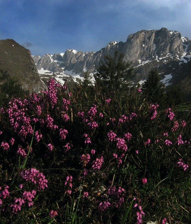 IMG_2414.JPG - Ritorno in Presolana ... quest'anno la stagione è un po' indietro e alla base della Sud c'è ancora neve. Godiamoci il sereno ( per ora ) e la fioritura dell'erica