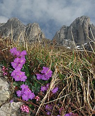 IMG_2426
