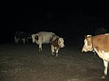 IMG_1611
