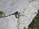 IMG_0423