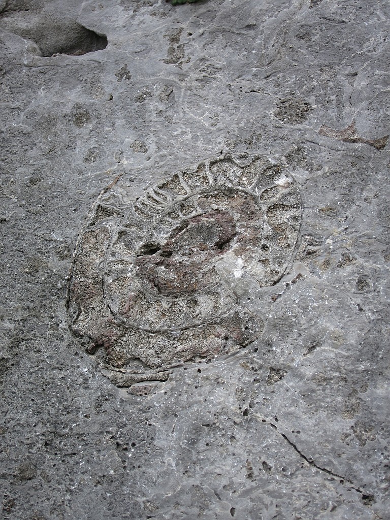 IMG_9196.JPG - Evidente fossile 