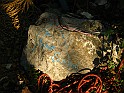 IMG_9241